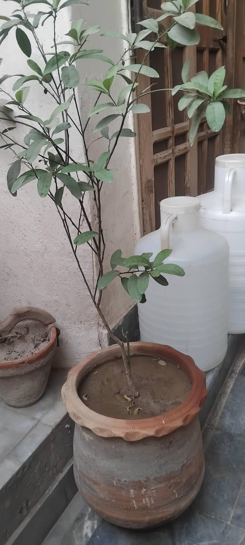 plants 1
