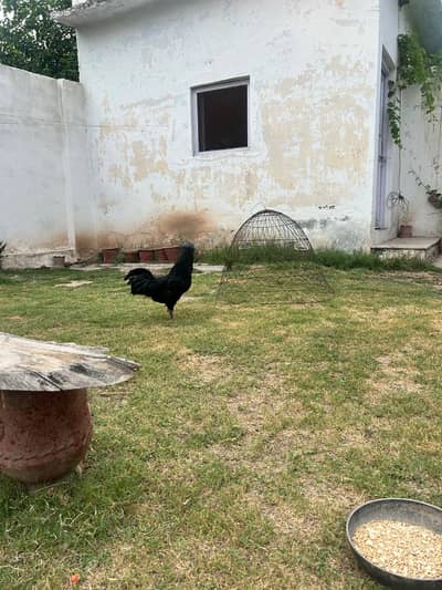 ayam cemani breeder male