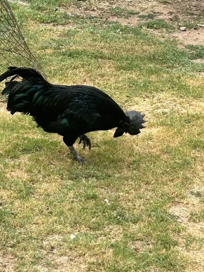 ayam cemani breeder male — photo 2