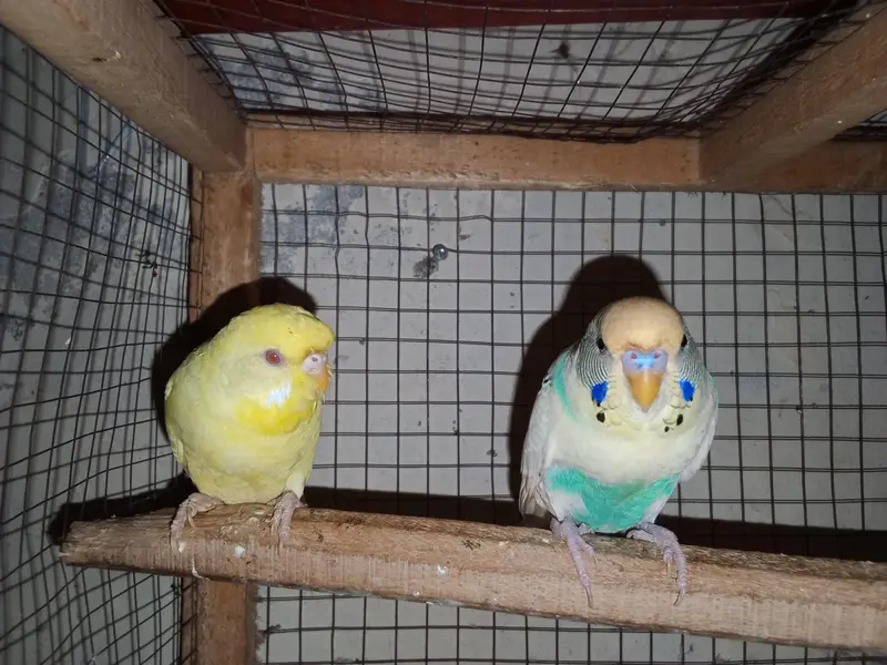 buggies parrot for sale urgent muje paison ki zurat ha — photo 2