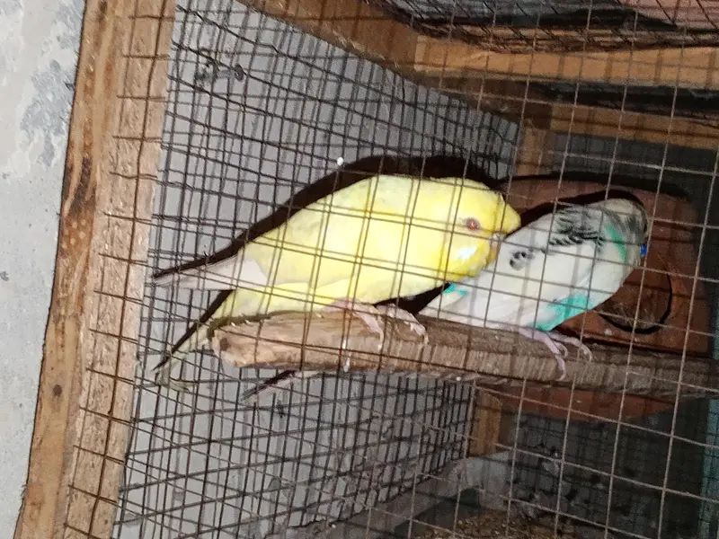 buggies parrot for sale urgent muje paison ki zurat ha — photo 3