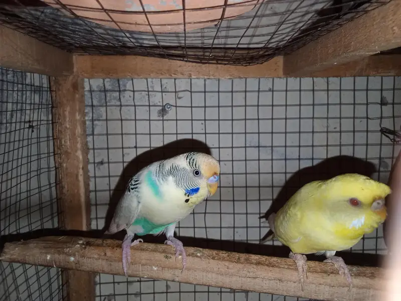 buggies parrot for sale urgent muje paison ki zurat ha — photo 5