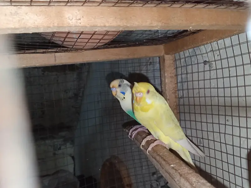 buggies parrot for sale urgent muje paison ki zurat ha — photo 9