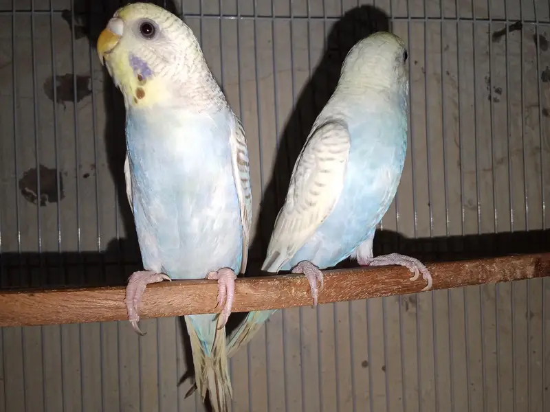 buggies parrot for sale urgent muje paison ki zurat ha — photo 12