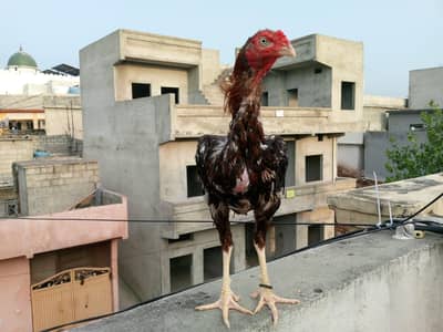aseel sindhi