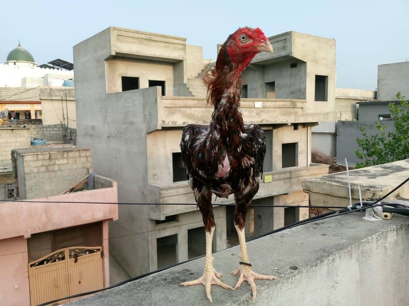 aseel sindhi 0