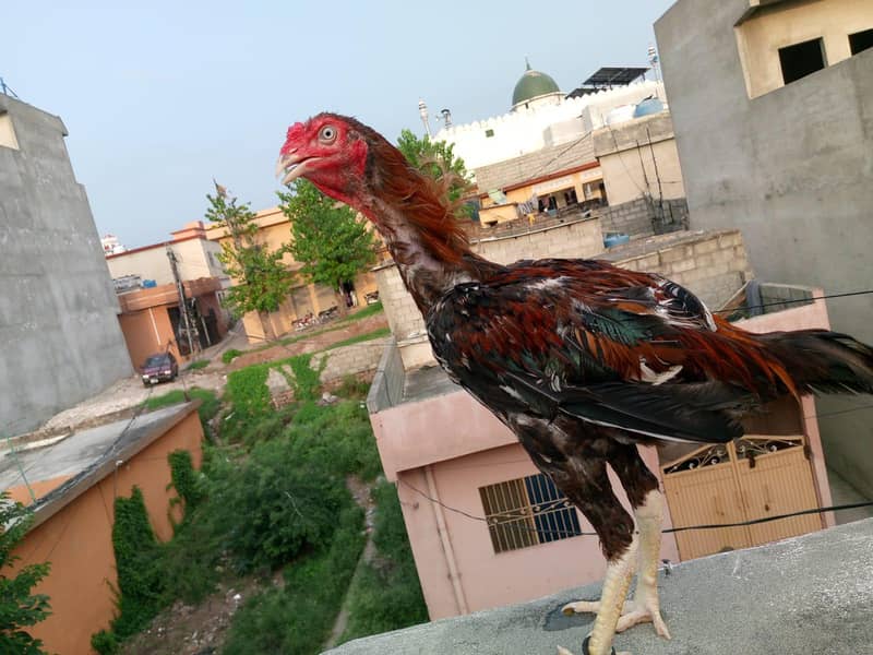 aseel sindhi 3