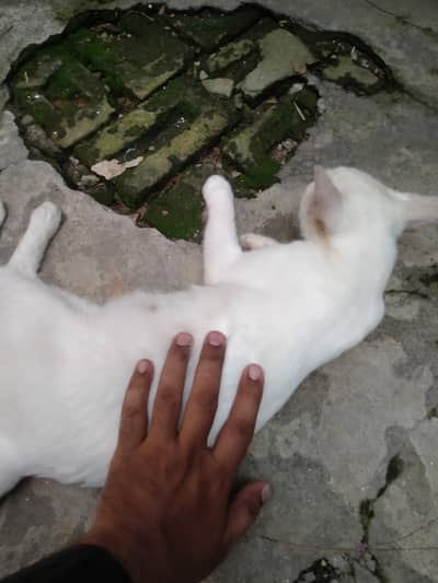 wight cat