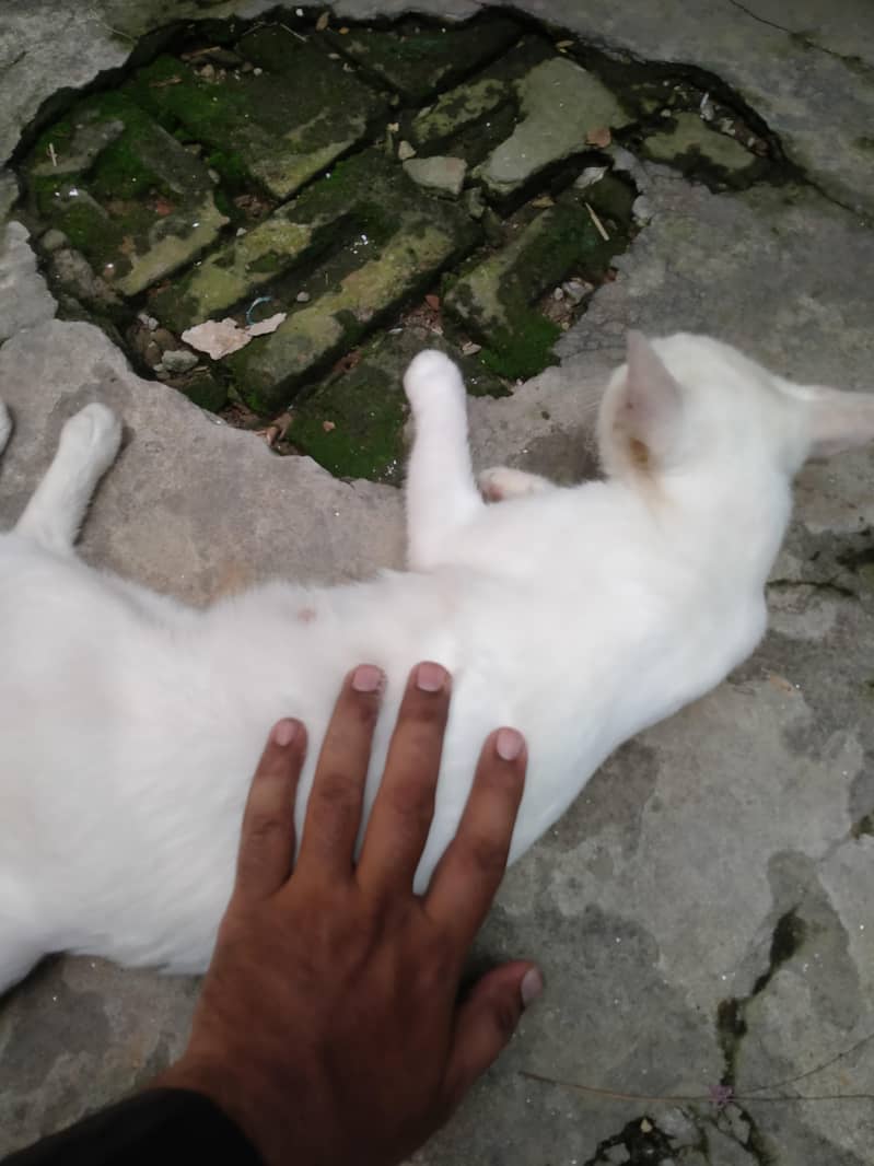 wight cat 0