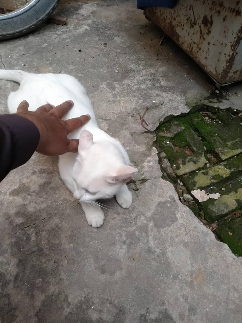 wight cat 1