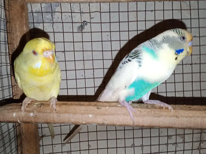 buggies parrot for sale urgent muje paison ki zurat ha — photo 9