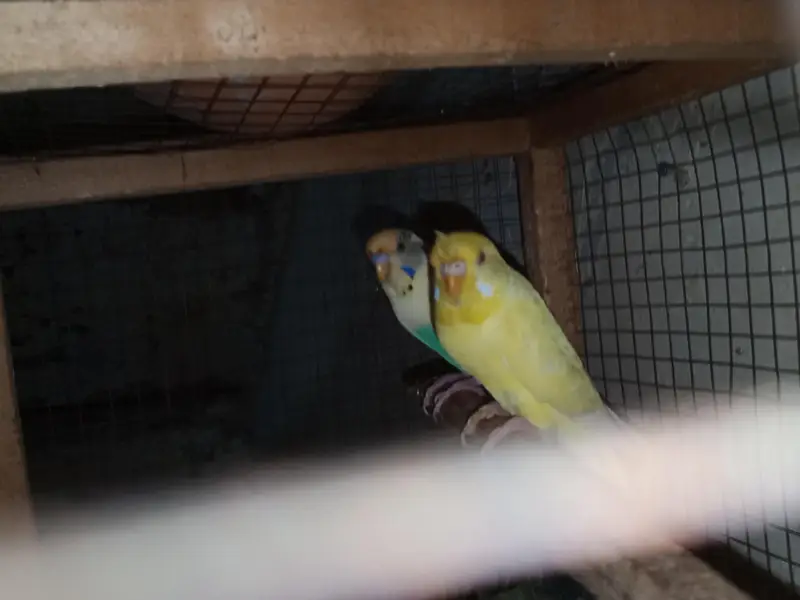 buggies parrot for sale urgent muje paison ki zurat ha — photo 10