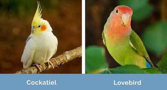 love bird and cocktail