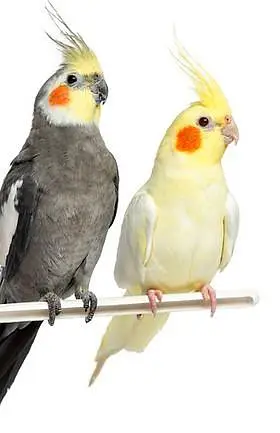 love bird and cocktail — photo 2