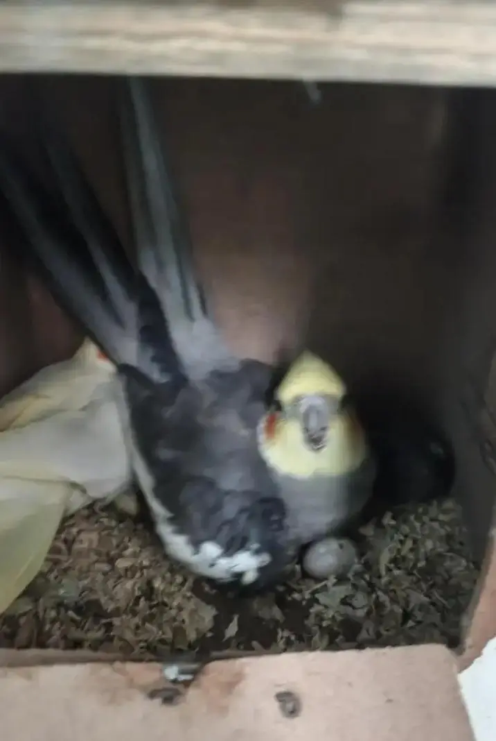 love bird and cocktail — photo 3