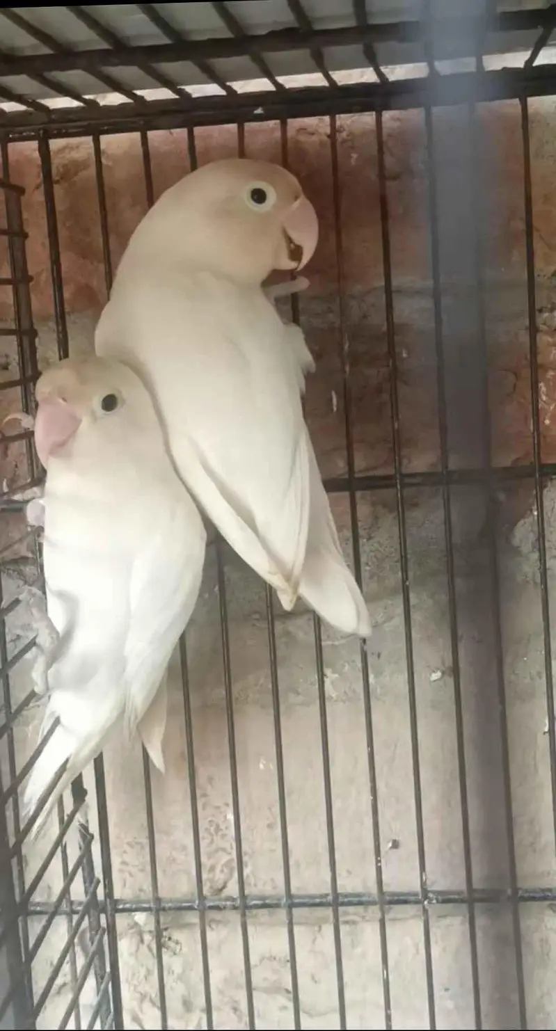 love bird and cocktail — photo 8