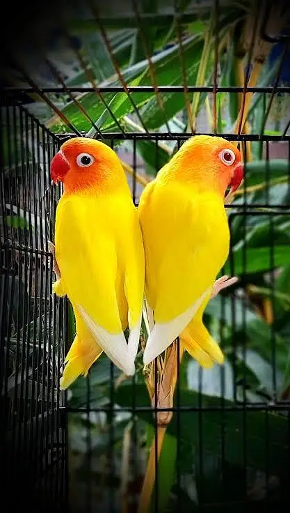 love bird and cocktail — photo 9