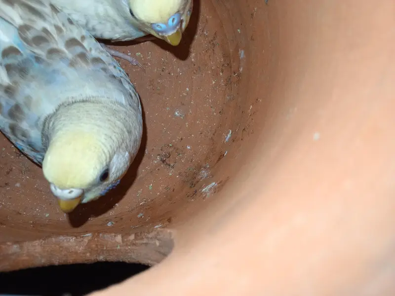 buggies parrot for sale urgent muje paison ki zurat ha — photo 6