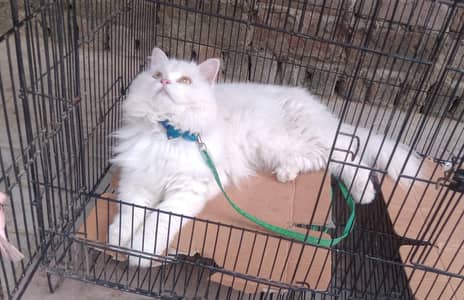 A beautiful  Persian Triple Coated Spayed White Cat