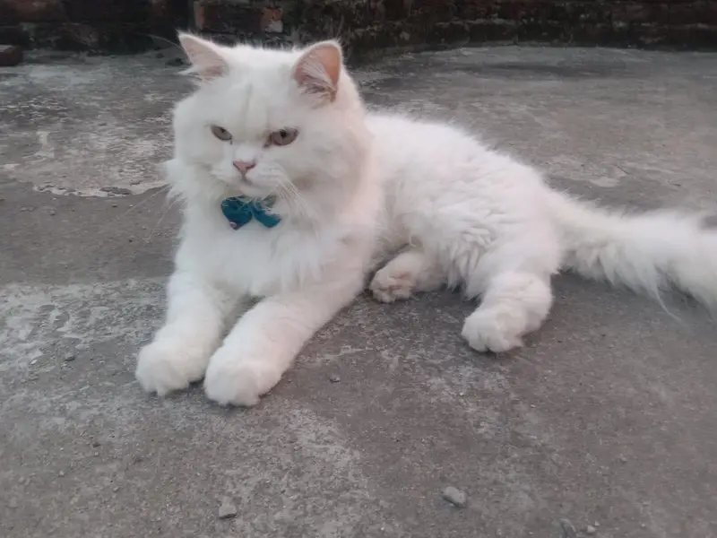 A beautiful  Persian Triple Coated Spayed White Cat — photo 2
