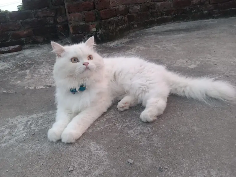 A beautiful  Persian Triple Coated Spayed White Cat — photo 3