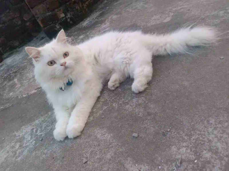 A beautiful  Persian Triple Coated Spayed White Cat — photo 4