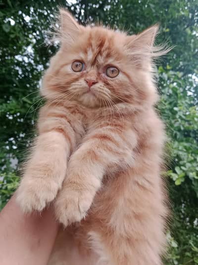 Extreme punch face female kitten