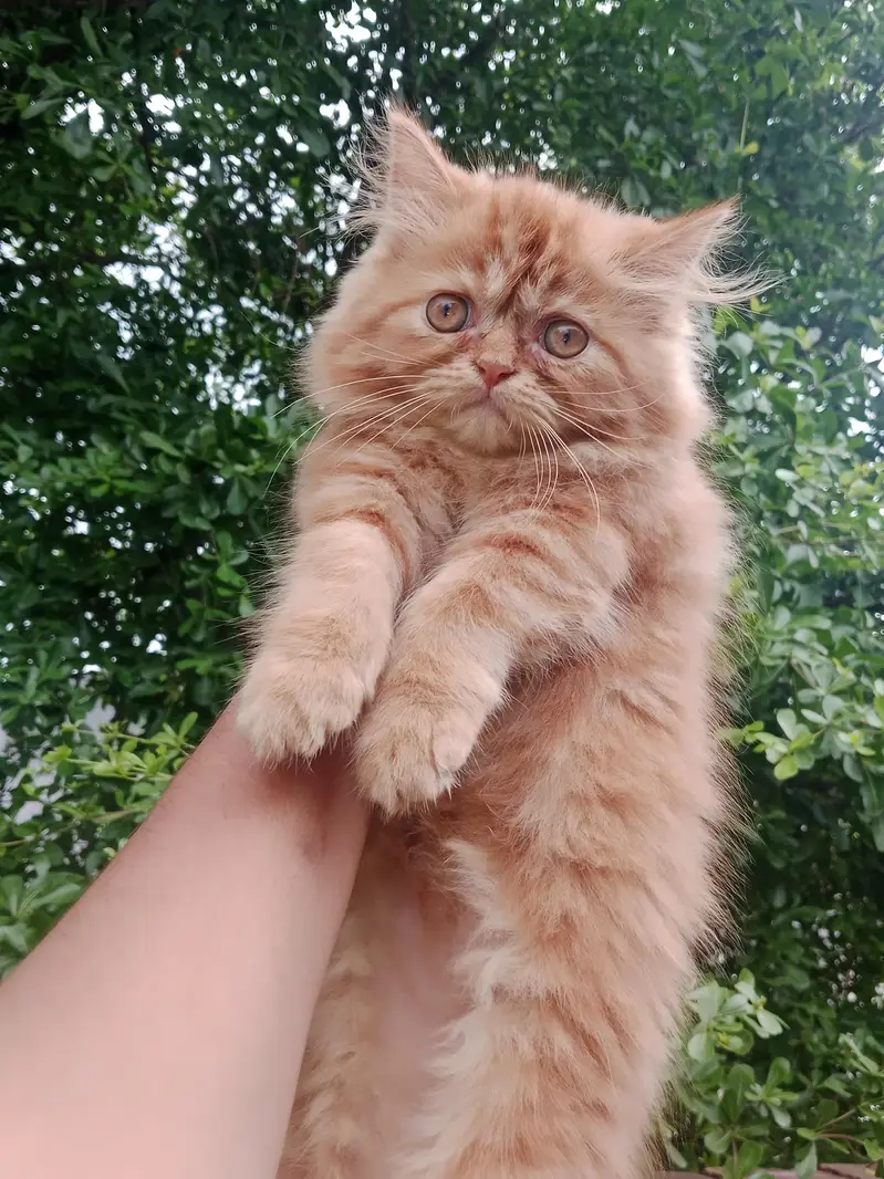 Extreme punch face female kitten — photo 2