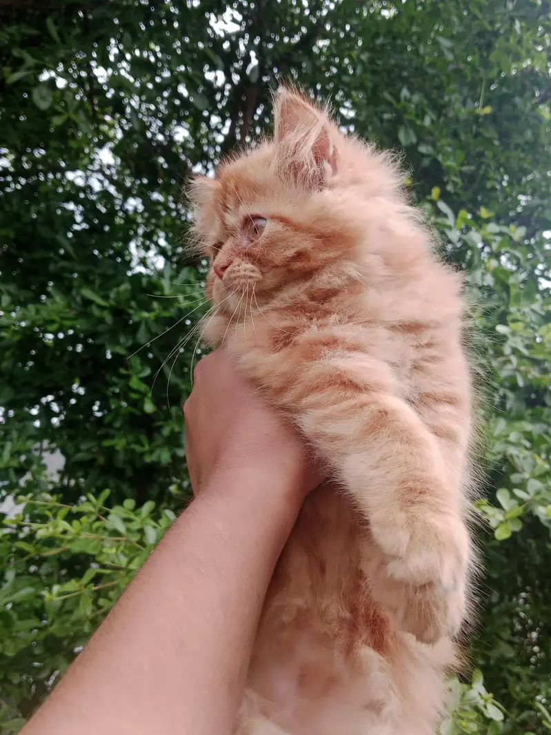 Extreme punch face female kitten — photo 3