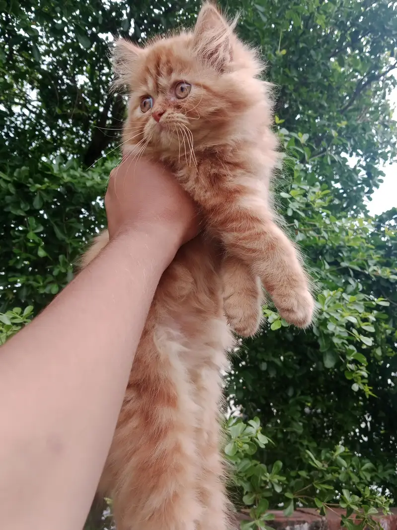 Extreme punch face female kitten — photo 4