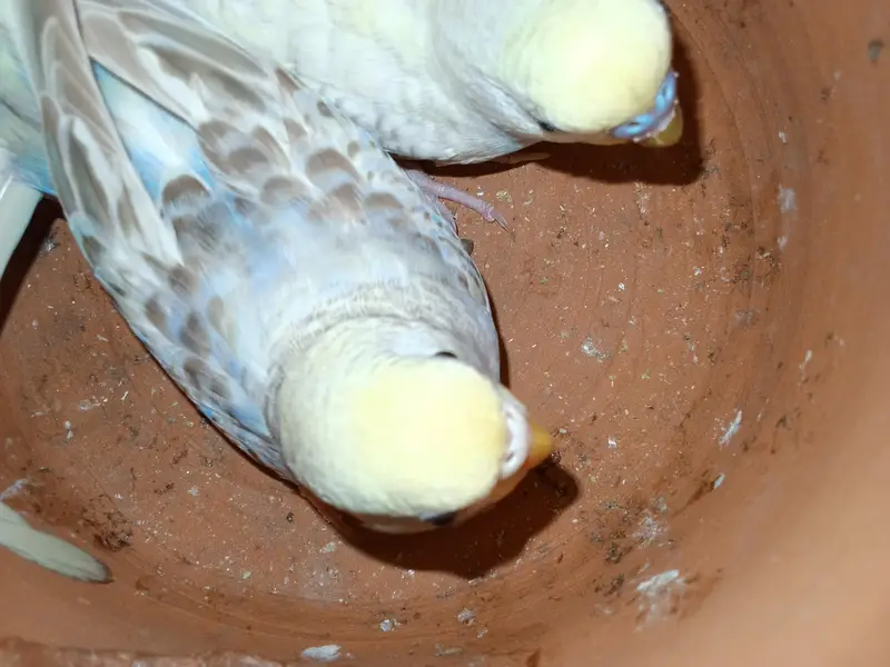 buggies parrot for sale urgent muje paison ki zurat ha — photo 6