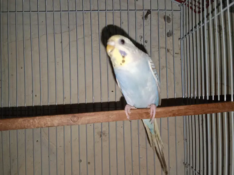 buggies parrot for sale urgent muje paison ki zurat ha — photo 12