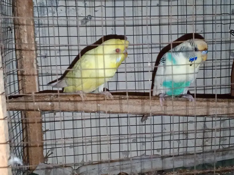 buggies parrot for sale urgent muje paison ki zurat ha — photo 4