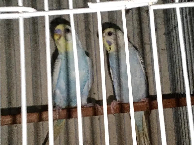 buggies parrot for sale urgent muje paison ki zurat ha — photo 12