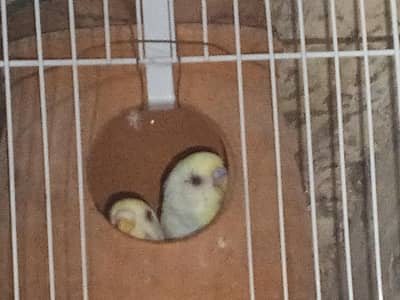 buggies parrot for sale urgent muje paison ki zurat ha