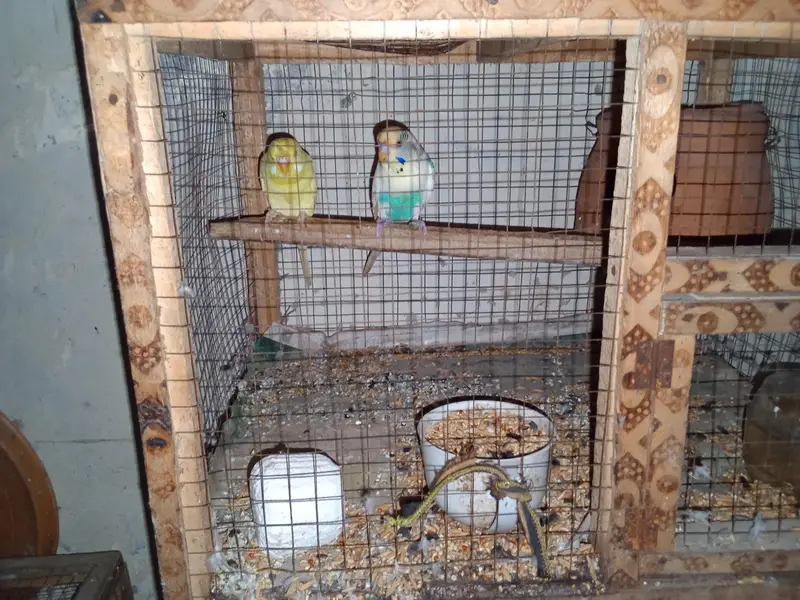 buggies parrot for sale urgent muje paison ki zurat ha — photo 8