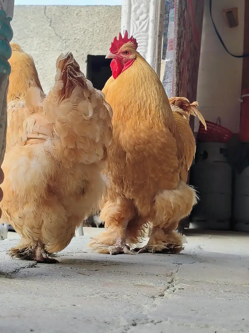 Golden heavy buff eggs for sale in low price
