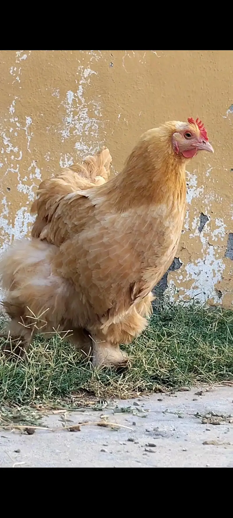Golden heavy buff eggs for sale in low price — photo 2