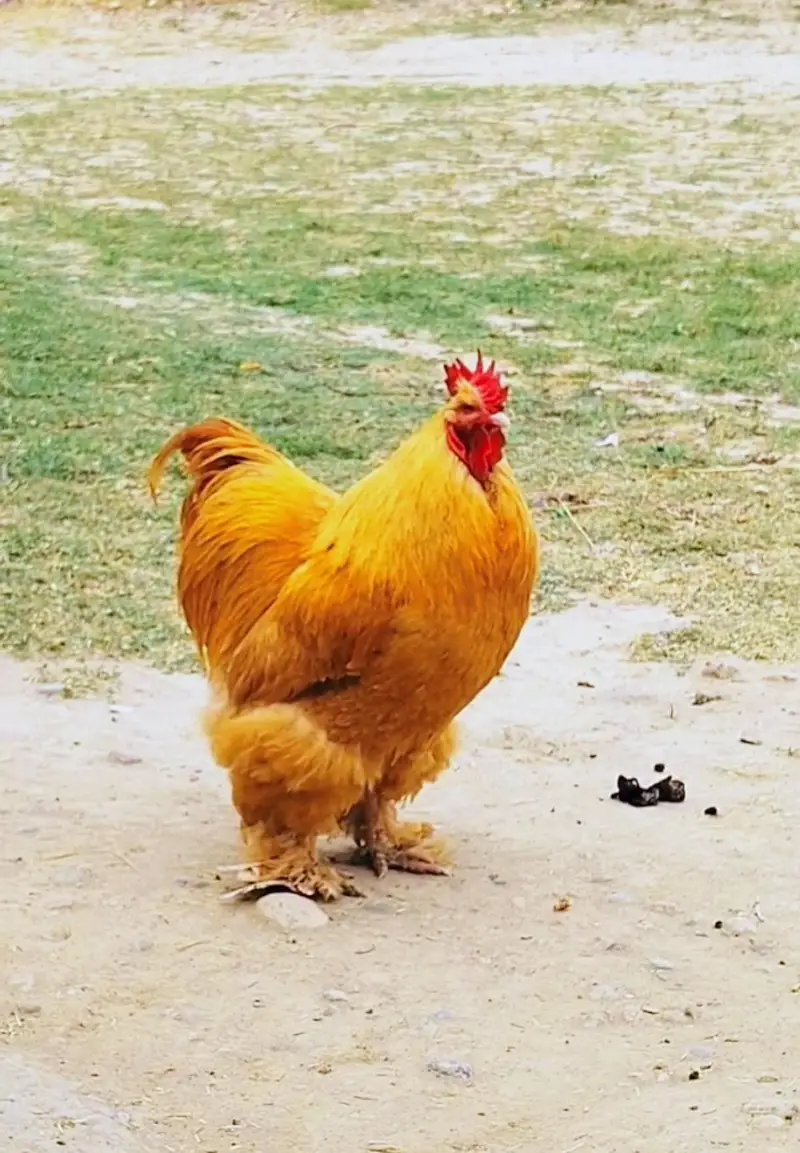 Golden heavy buff eggs for sale in low price — photo 3