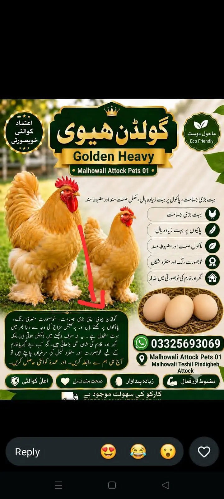 Golden heavy buff eggs for sale in low price — photo 5
