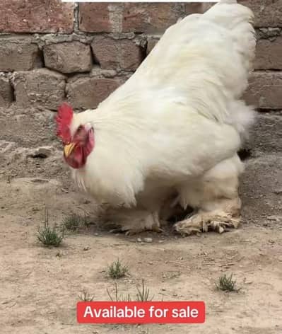 pure white heavy buff home breed (exchange possible)
