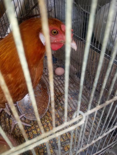 Misri pair for sale 03182252554