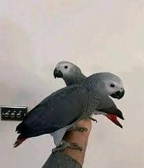 African Grey Parrot – 5 Months Old