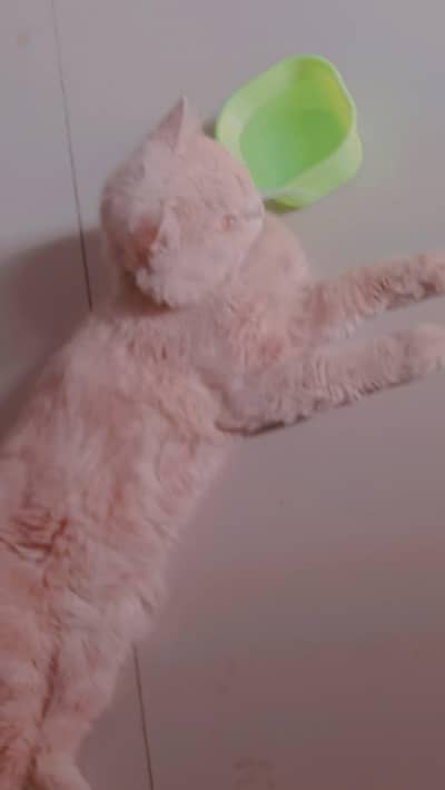 Persian cat