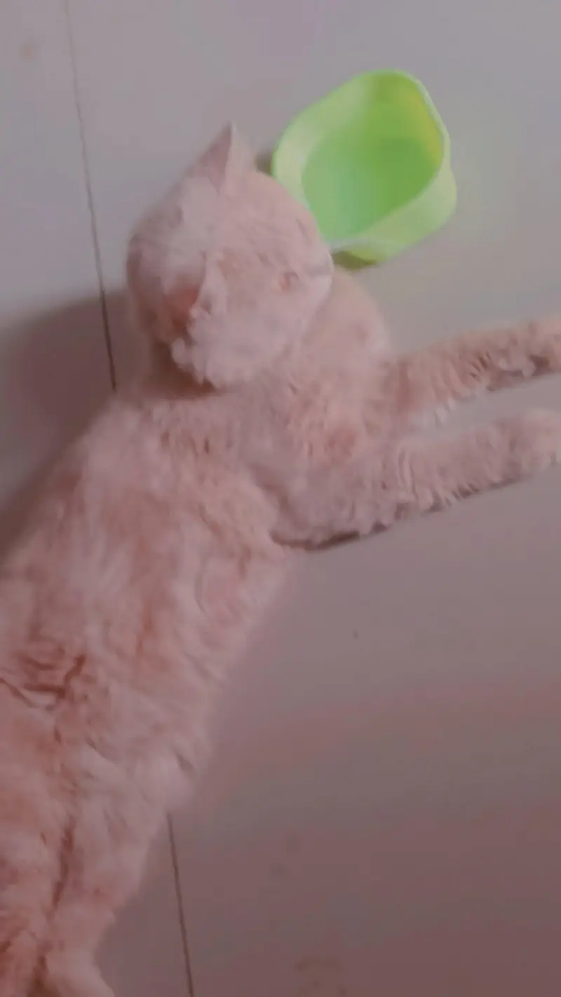 Persian cat — photo 2