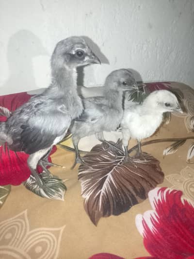 dargon aseel | dargon chicks | black dargon | blue dargon | chicks