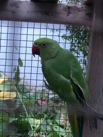 Parrots Pair Available