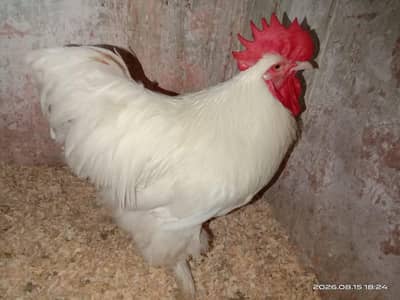 heavy mix breeds for sale Whatsapp 03302277218