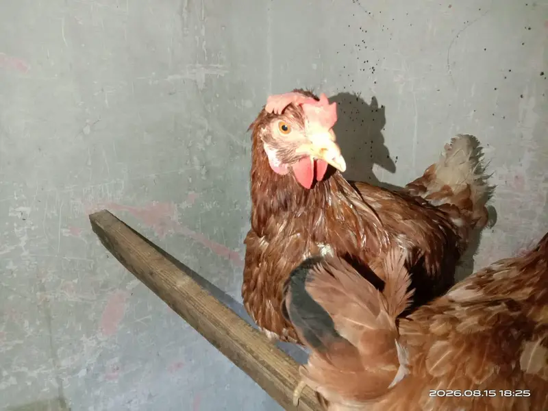 heavy mix breeds for sale Whatsapp 03302277218 — photo 2