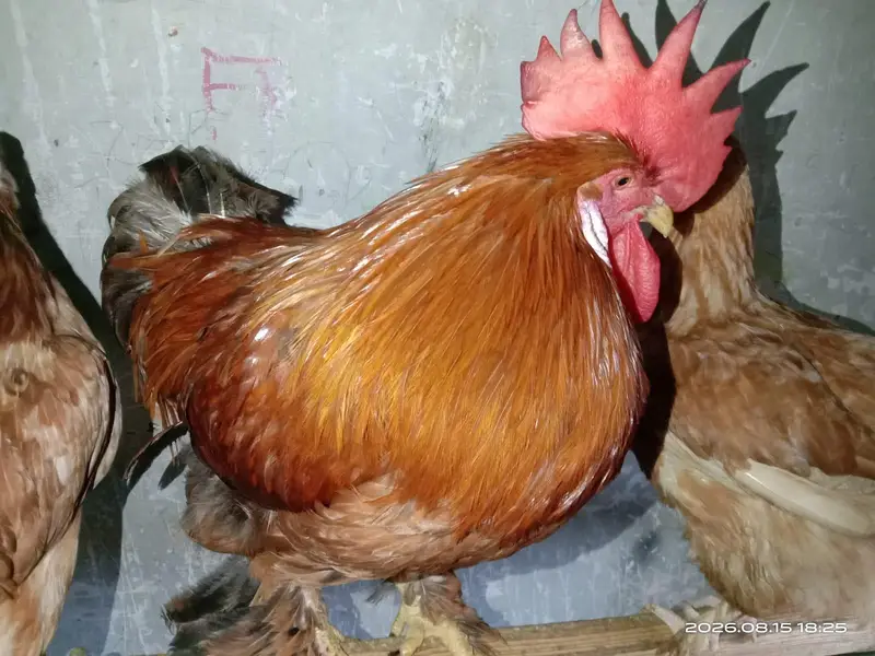 heavy mix breeds for sale Whatsapp 03302277218 — photo 4